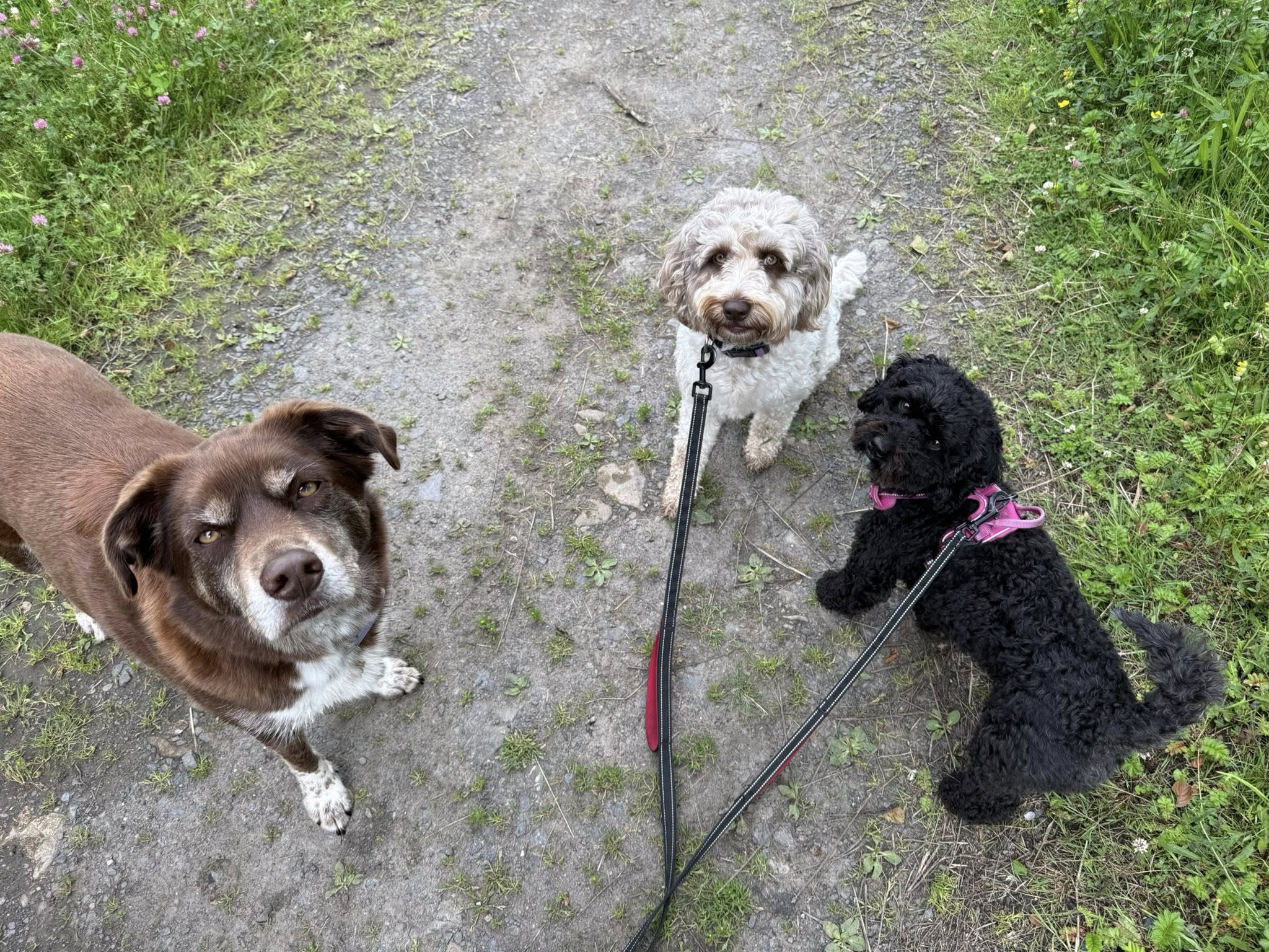 group of dogs